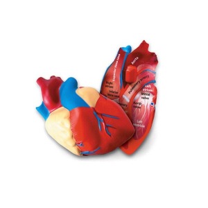 ai09 러닝리소스 LER1902 인체 심장 단면모형 심장모형 인체모형 인체모형 심장의명칭 심장모형세트