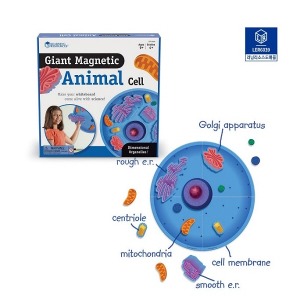 ab01 러닝리소스 LER 6039 동물세포 자석자료 세트 동물세포모형 자석동물세포 교사용 학교용