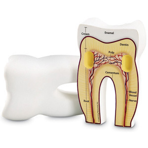 [EDU 1904] 인체 치아 단면 모형 / Cross-Section Tooth Model