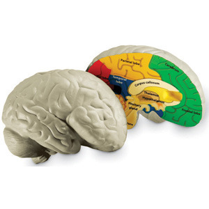 [EDU 1903] 인체 뇌 단면 모형 / Cross-Section Human Brain Model