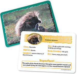 [과학사진] [EDU 2915] 동물 분류 카드 - 사막 동물 Animal Classfying Cards Deserts