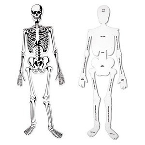 [인체] 인체 골격 대형 퍼즐 (Skeleton Floor Puzzle) / EDU 3332