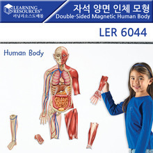 [ler6044] 자석 양면 인체 모형 인체모형세트 교사용